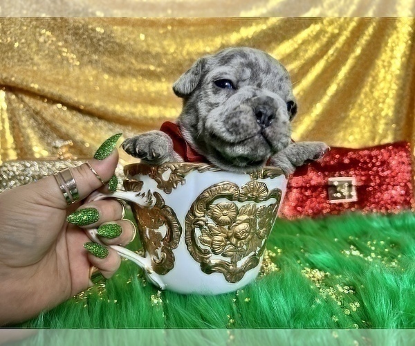 Medium Photo #48 French Bulldog Puppy For Sale in HAYWARD, CA, USA