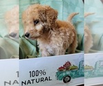 Puppy Kennedy F2 Aussiedoodle
