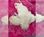 Small #6 English Cream Golden Retriever