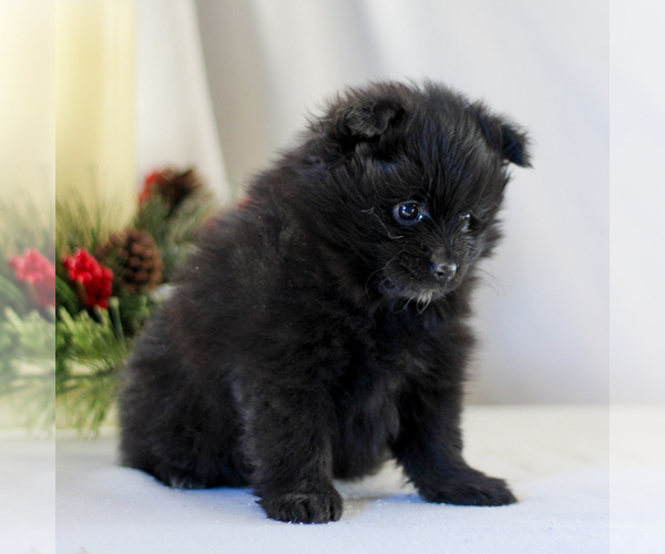 Medium Photo #5 Pomeranian Puppy For Sale in MANHEIM, PA, USA