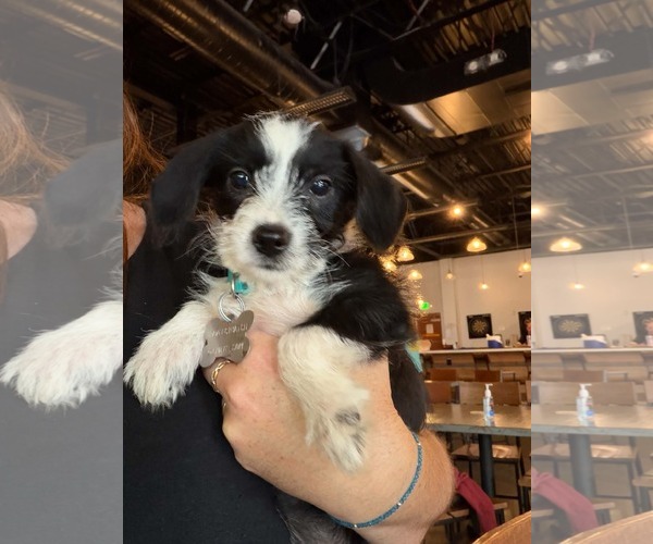 Medium Photo #1 Dachshund-Unknown Mix Puppy For Sale in Holly Springs, NC, USA