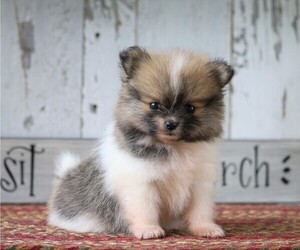 Pomeranian Puppy for sale in FREDERICKSBG, OH, USA