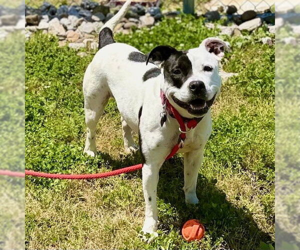Medium Photo #2 Staffordshire Bull Terrier-Unknown Mix Puppy For Sale in Louisville, KY, USA