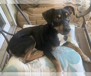 Maddox - Male Miniature Pinscher-Unknown Mix Dog for Adoption - Photo #5