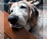 Small #4 Basset Hound
