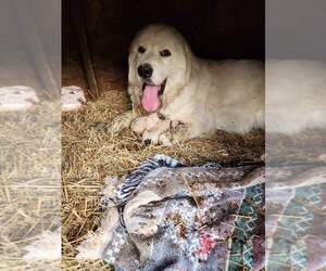 Mother of the Great Pyrenees puppies born on 04/06/2023
