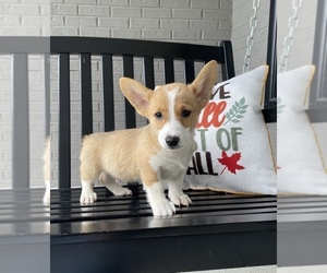 Medium Pembroke Welsh Corgi