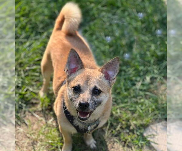 Medium Photo #1 Chiranian Puppy For Sale in Cranford, NJ, USA