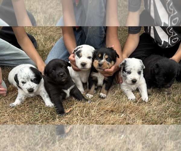 Medium Photo #1 Alaskan Husky-Australian Cattle Dog Mix Puppy For Sale in BATTLE GROUND, WA, USA