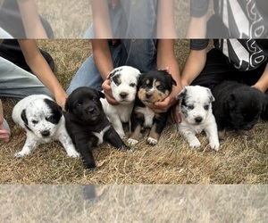 Alaskan Husky-Australian Cattle Dog Mix Litter for sale in BATTLE GROUND, WA, USA