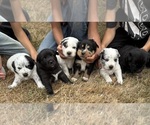 Image preview for Ad Listing. Nickname: Litter of 6