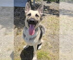 Small #4 German Shepherd Dog