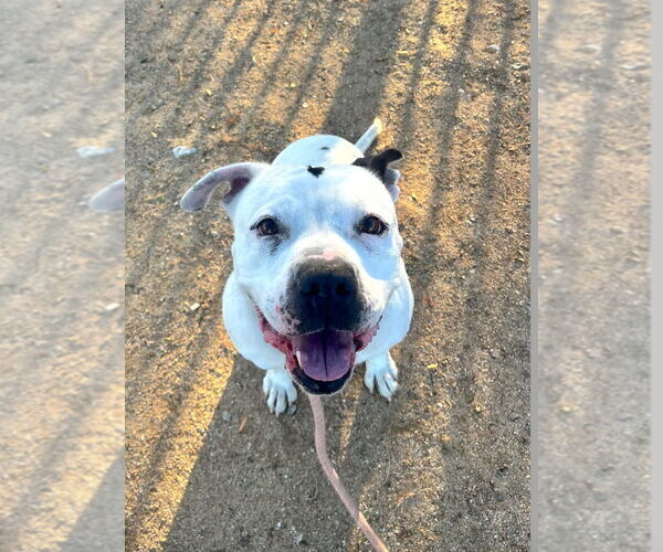 Medium Photo #15 American Staffordshire Terrier Puppy For Sale in Lake Forest, CA, USA