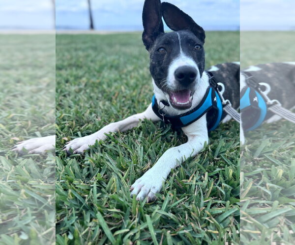 Medium Photo #6 Labrador Retriever-Unknown Mix Puppy For Sale in Sanford, FL, USA