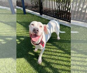 American Pit Bull Terrier Dogs for adoption in Baytown, TX, USA