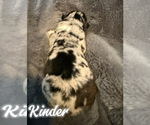 Puppy Kinder Australian Shepherd