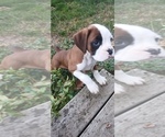 Small #3 Boxer