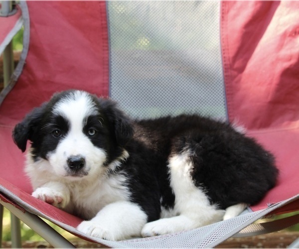 Medium Photo #2 Border Collie Puppy For Sale in WARSAW, OH, USA