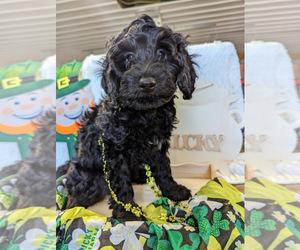 Aussiedoodle Miniature  Puppy for Sale in SPARTA, Missouri USA