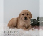 Small #3 Golden Retriever