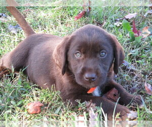 Labradoodle-Labrador Retriever Mix Puppy for sale in RUTHERFORDTON, NC, USA