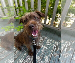 Mutt Dogs for adoption in New Orleans, LA, USA