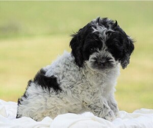 Cocker Spaniel-Poodle (Miniature) Mix Puppy for sale in FREDERICKSBG, OH, USA