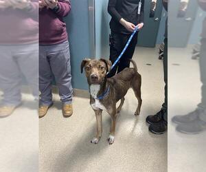 Labrador Retriever Dogs for adoption in Newton, NC, USA