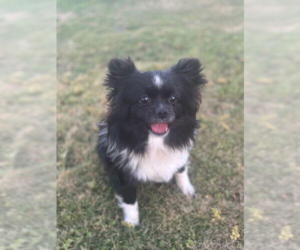 Medium Photo #4 Chiranian Puppy For Sale in Newfoundland, PA, USA