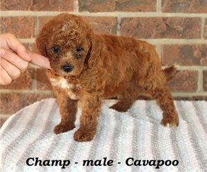 Cavapoo Puppy for sale in CLARKRANGE, TN, USA