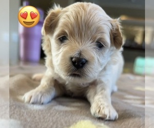 Maltipoo (Toy) Puppy for sale in CARLSBAD, CA, USA