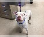 Small Dogo Argentino