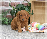Small #2 Poodle (Miniature)