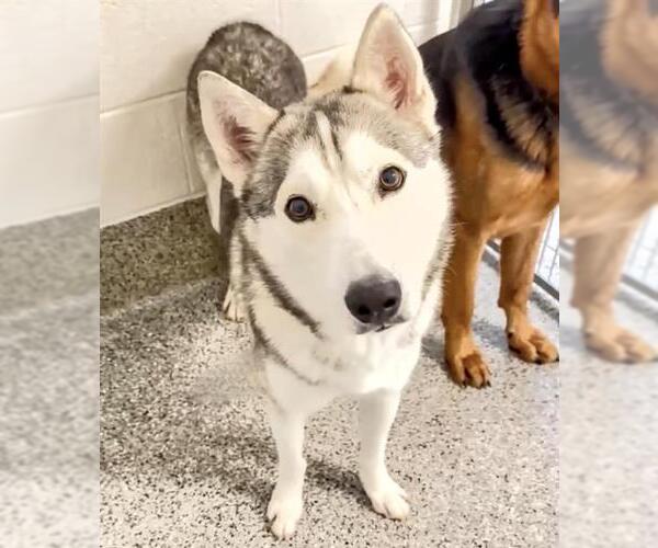 Medium Photo #2 Siberian Husky Puppy For Sale in Houston, TX, USA