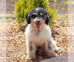 Father of the Poodle (Miniature) puppies born on 04/10/2025
