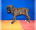 Small #2 Boxer