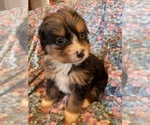 Small Photo #7 Bernedoodle (Miniature) Puppy For Sale in LAWRENCE, MI, USA