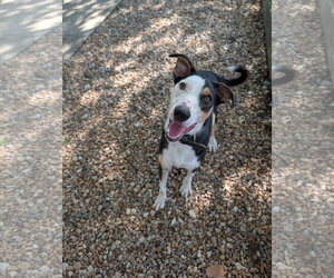 Blue - Male Australian Shepherd-Unknown Mix Dog for Adoption - Photo #5