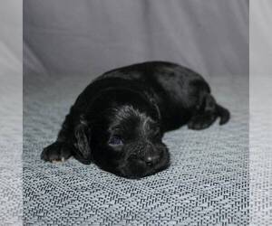 Cavapoo Puppy for sale in SUNBURY, PA, USA