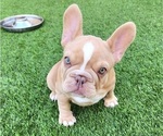 Small #20 French Bulldog