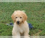 Small Photo #4 Goldendoodle Puppy For Sale in BIG ISLAND, VA, USA