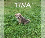 Image preview for Ad Listing. Nickname: Tina