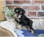 Small #1 Schnauzer (Miniature)