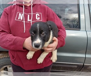 Australian Cattle Dog-Border Collie Mix Puppy for Sale in FOLEY, Minnesota USA