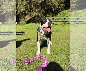 American Pit Bull Terrier-Unknown Mix Dogs for adoption in Berkeley, CA, USA