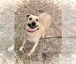 Small #2 Chihuahua Mix