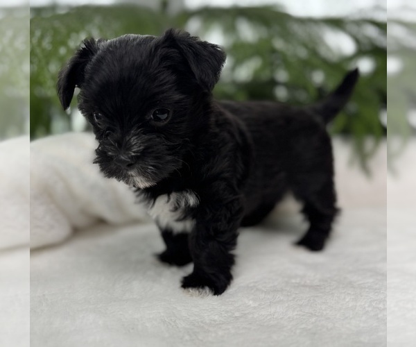 Medium Photo #12 Morkie Puppy For Sale in ROCK STREAM, NY, USA