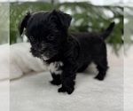 Small #11 Morkie