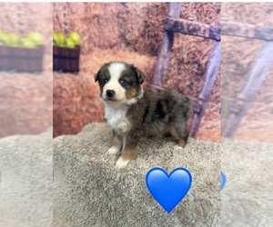 Miniature Australian Shepherd Puppy for sale in SEMINOLE, TX, USA