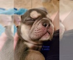 Puppy 7 French Bulldog